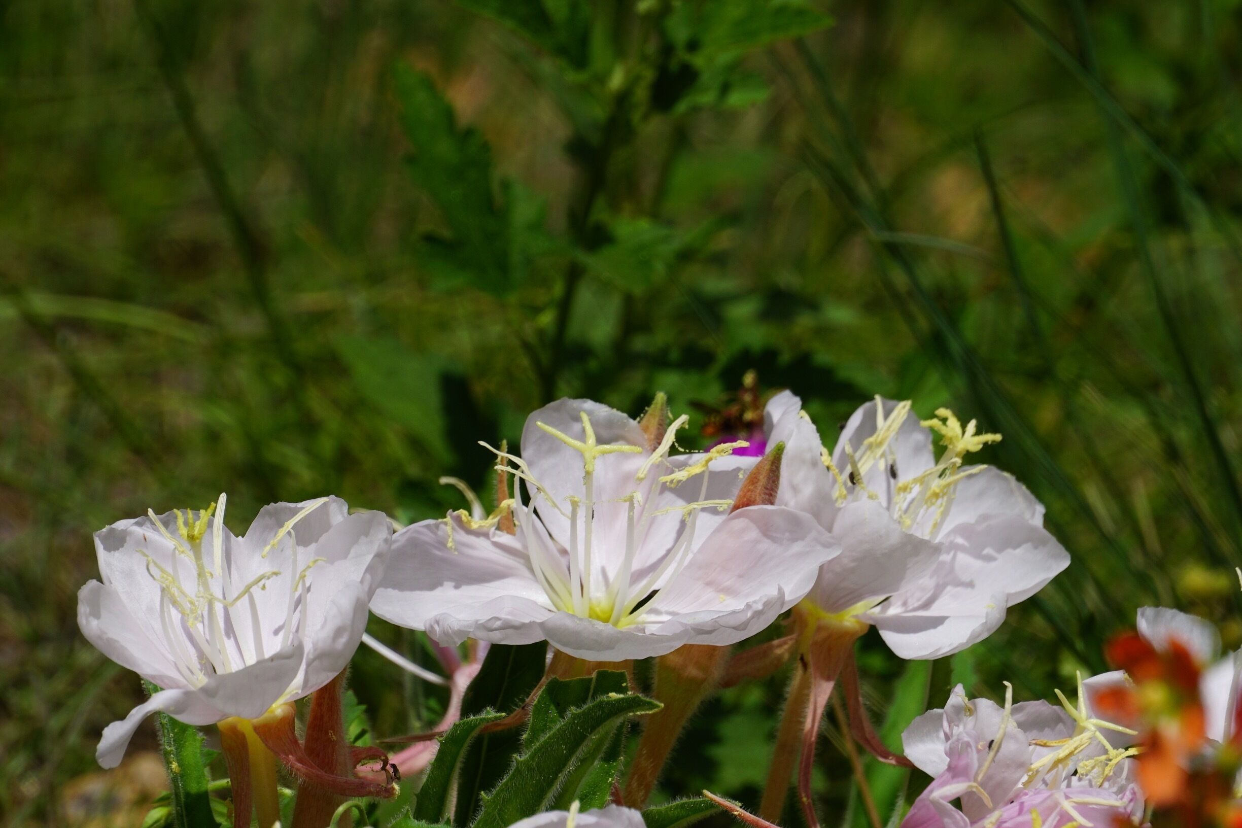 In a neighborhood adjacent to a Wyndham resort, there was a vacant lot that was home to an interesting variety of wildflowers. My experience is mostly in the Blue Ridge of North Carolina, so I do not have a name for these flowers. ID sought!
