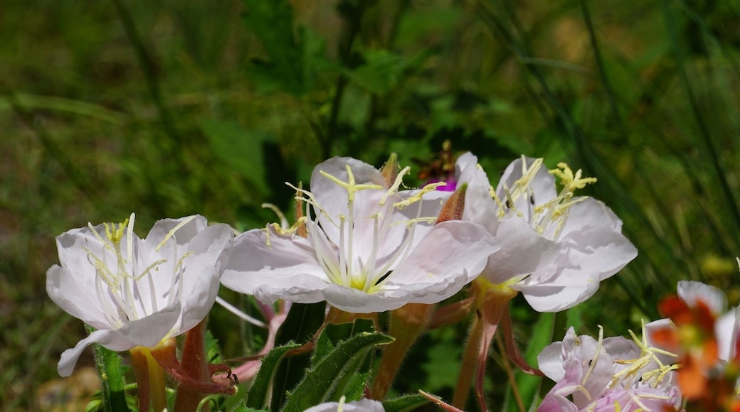 In a neighborhood adjacent to a Wyndham resort, there was a vacant lot that was home to an interesting variety of wildflowers. My experience is mostly in the Blue Ridge of North Carolina, so I do not have a name for these flowers. ID sought!