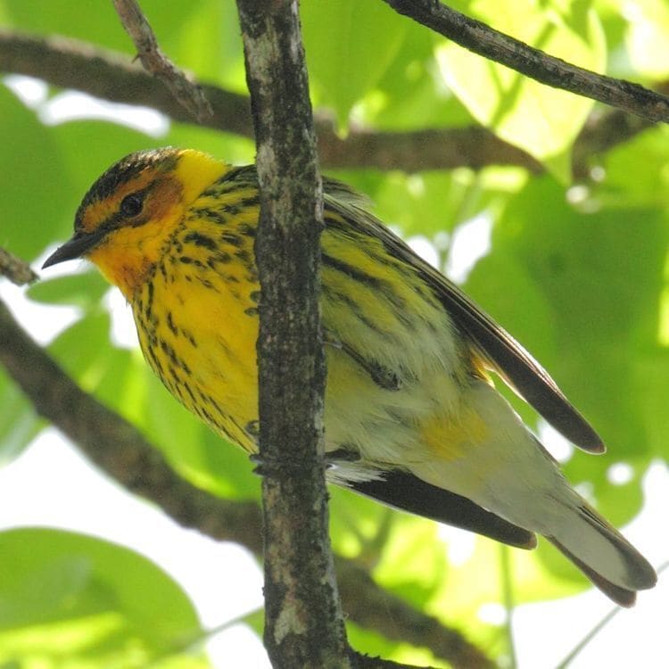 I saw this Cape May Warbler at Snyder Park in Fort Lauderdale.

#birds #wildlife #Florida