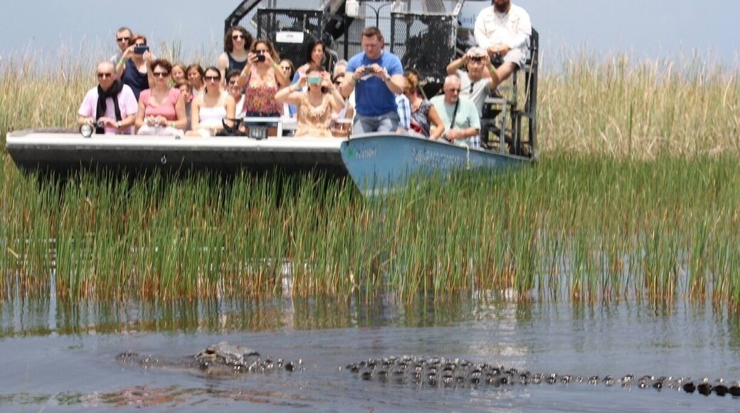 Up Close and Personal with the GATORS via Airboat Tour...
