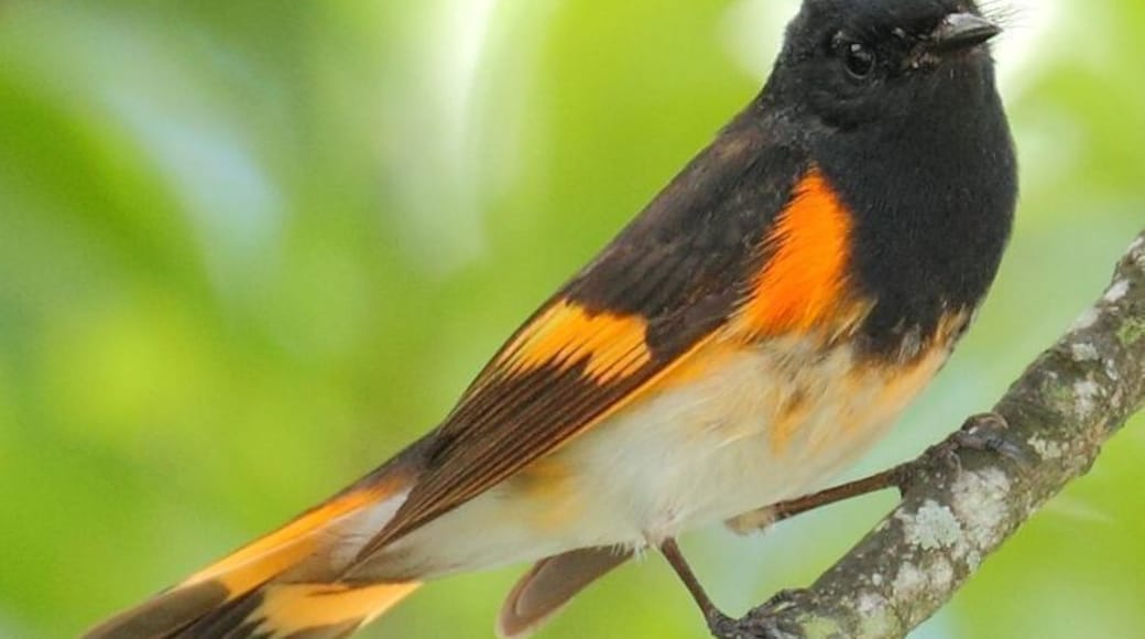 I saw this American Redstart at Snyder Park just north of the Fort Lauderdale-Hollywood Airport.
#birds #wildlife #Florida