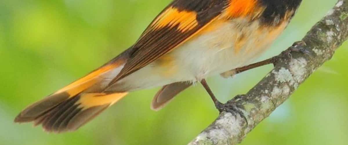 I saw this American Redstart at Snyder Park just north of the Fort Lauderdale-Hollywood Airport.
#birds #wildlife #Florida