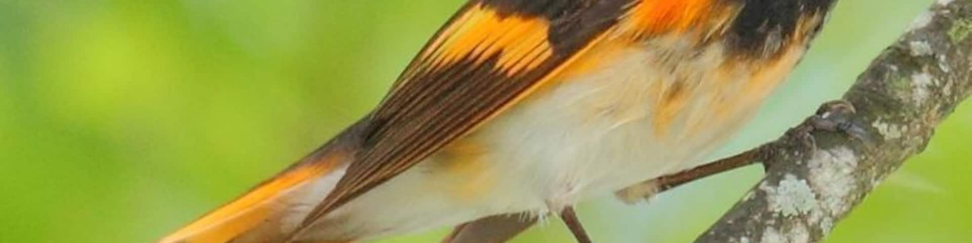 I saw this American Redstart at Snyder Park just north of the Fort Lauderdale-Hollywood Airport.
#birds #wildlife #Florida