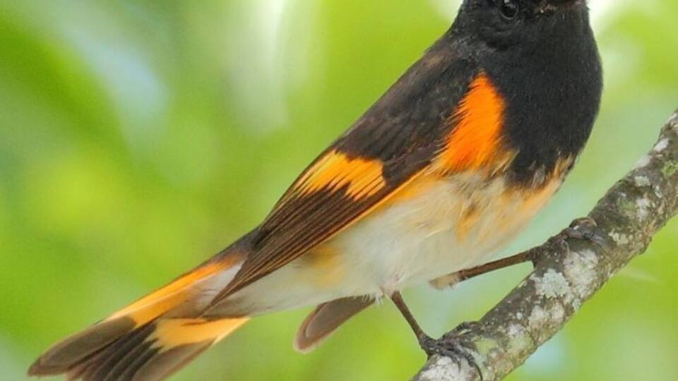 Ein Vogel mit schwarzem, orangefarbenem und weißem Gefieder sitzt auf einem Ast.