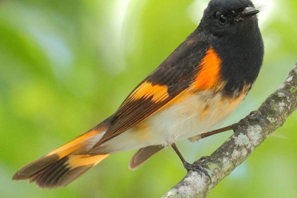 A bird with black, orange, and white plumage perched on a branch.