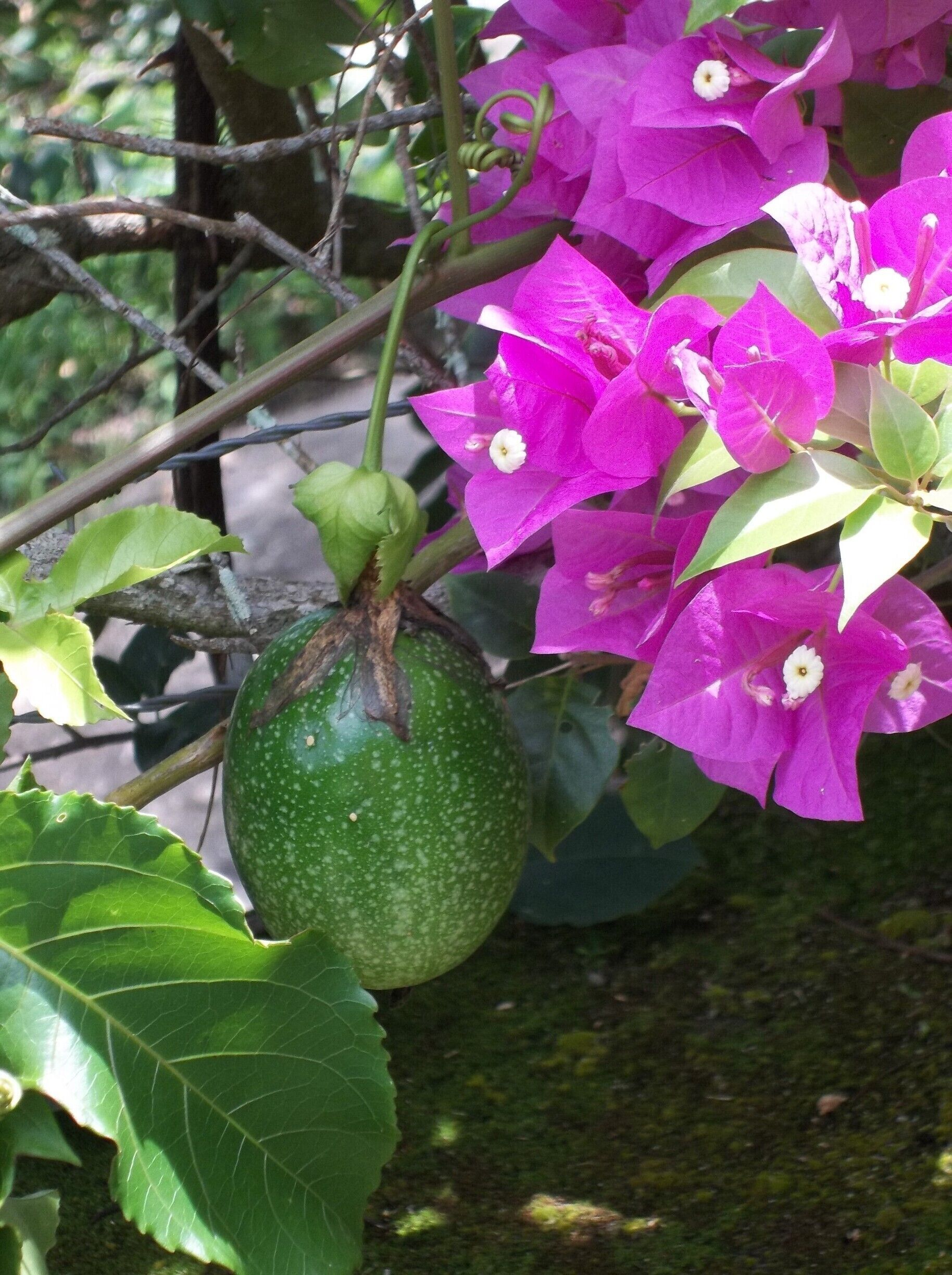 vegetal que se encuentra en el morro desde daniela a forte.