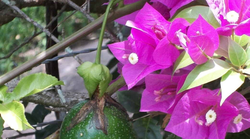 vegetal que se encuentra en el morro desde daniela a forte.