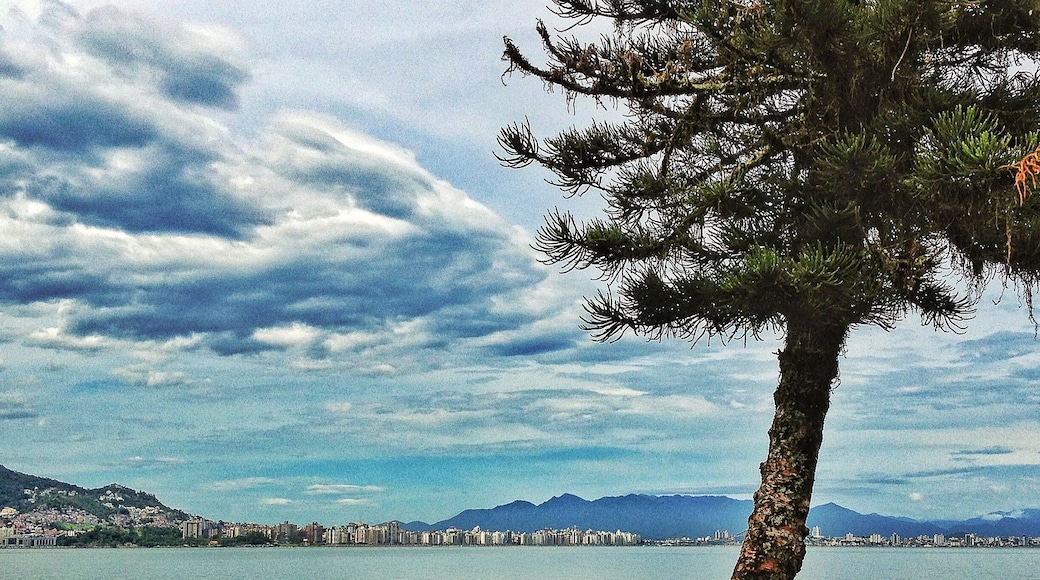 #brazil #florianopolis #tree #sky #sea #blue
2016
