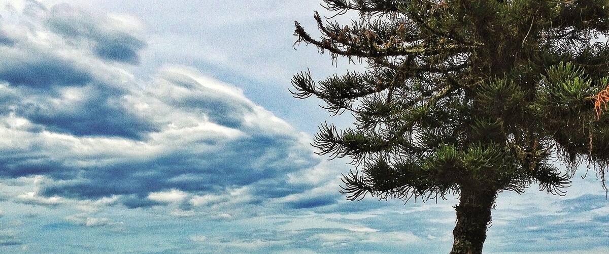 #brazil #florianopolis #tree #sky #sea #blue
2016