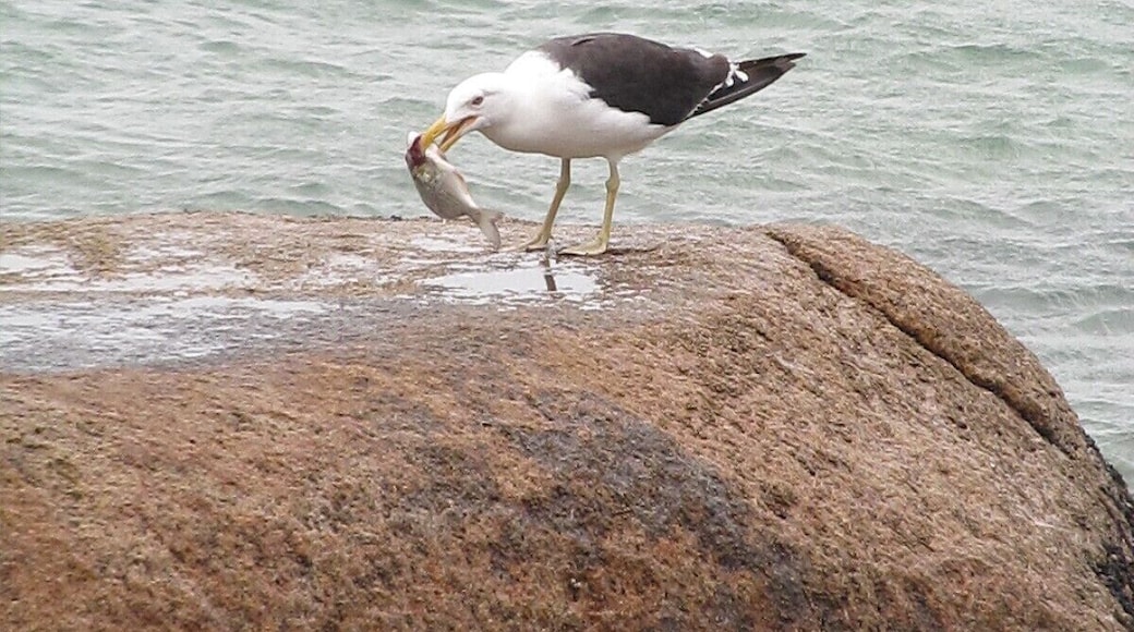 hermosa playa donde hay varios barcos pesqueros y lugares para degustar comidas tipicas . #beach