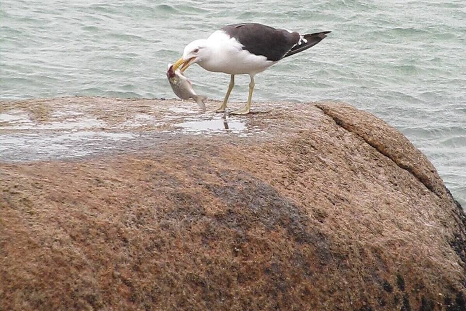 A seagull standing on a rock by the water.