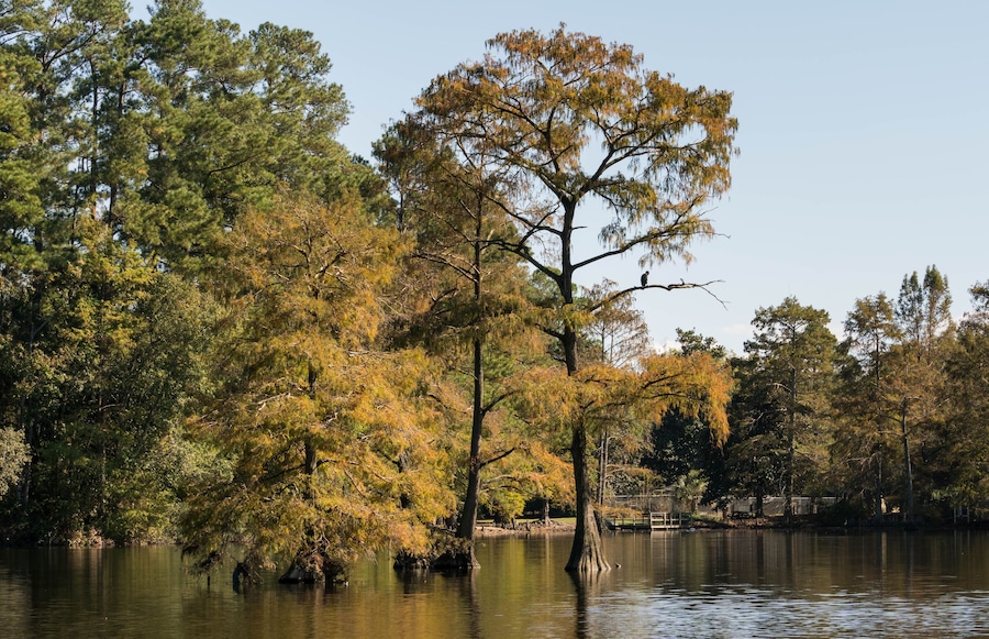 swamp in South Carolina