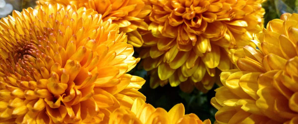 A cluster of vibrant orange chrysanthemums.