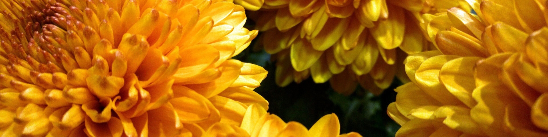 A cluster of vibrant orange chrysanthemums.