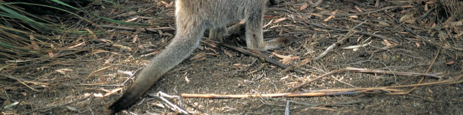Flinders Island which includes animals