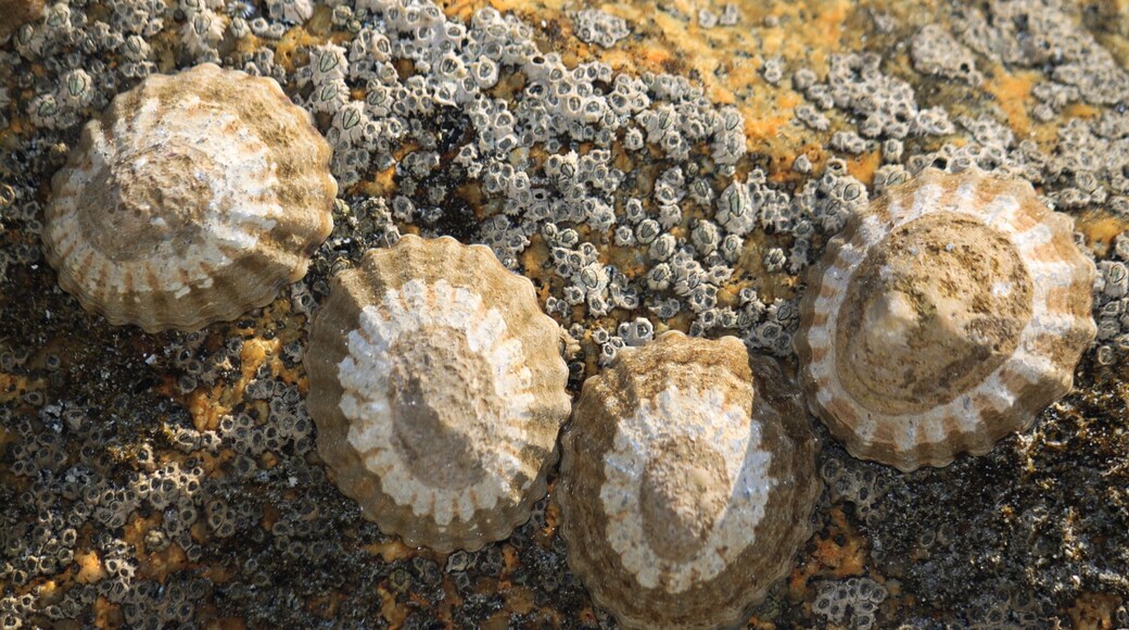 Flinders Island featuring general coastal views, marine life and rocky coastline