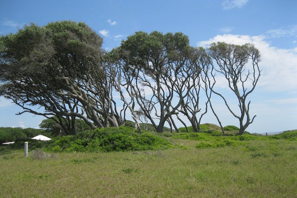 Paisagem com um campo gramado e um conjunto de árvores com troncos retorcidos.