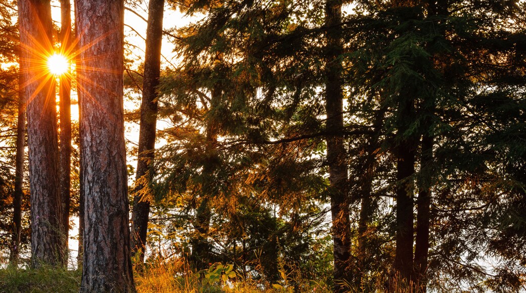 Summer evening sunset over Sand Lake near Lac du Flambeau, Wisconsin, creating a brilliant sunstar through the shoreline pines