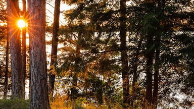 Summer evening sunset over Sand Lake near Lac du Flambeau, Wisconsin, creating a brilliant sunstar through the shoreline pines