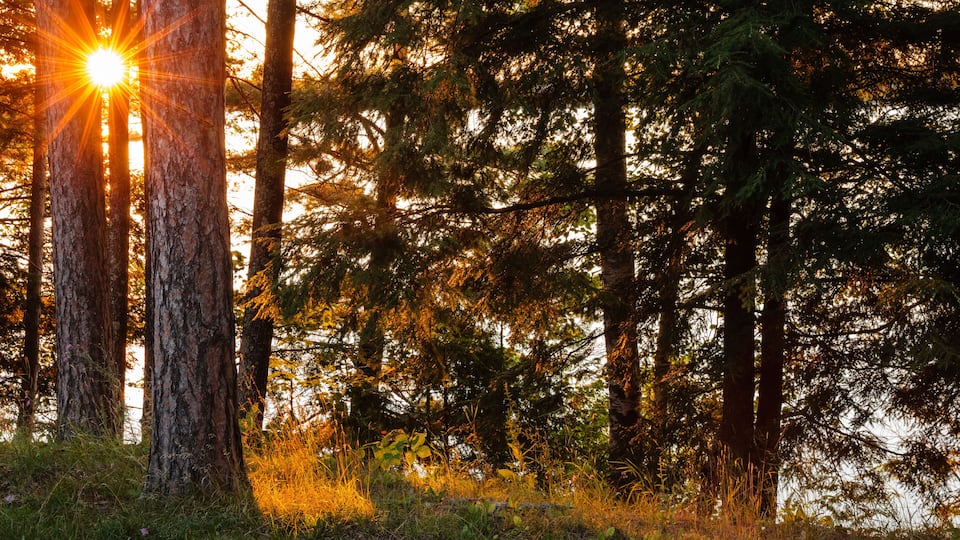 A forest with tall trees and sunlight filtering through.