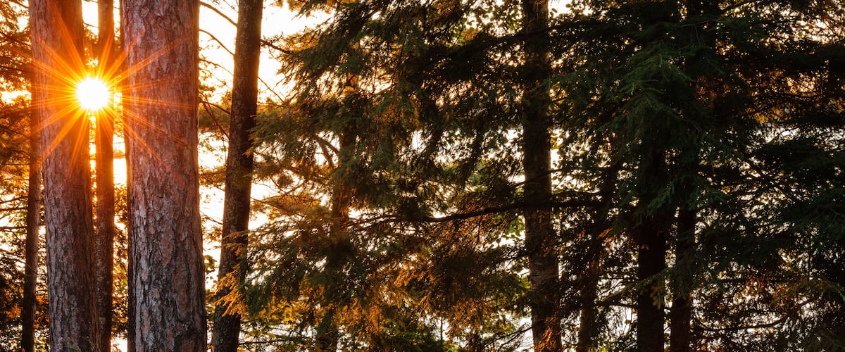 A forest with tall trees and sunlight filtering through.