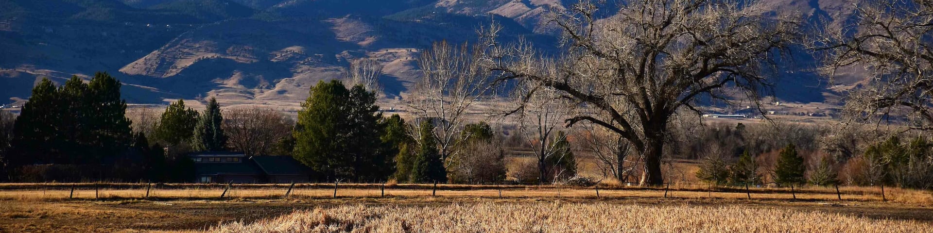 Panoramic view of long's peak and cottonwood trees on a winter afternoon from the teller farms trail, in eastern boulder county, colorado