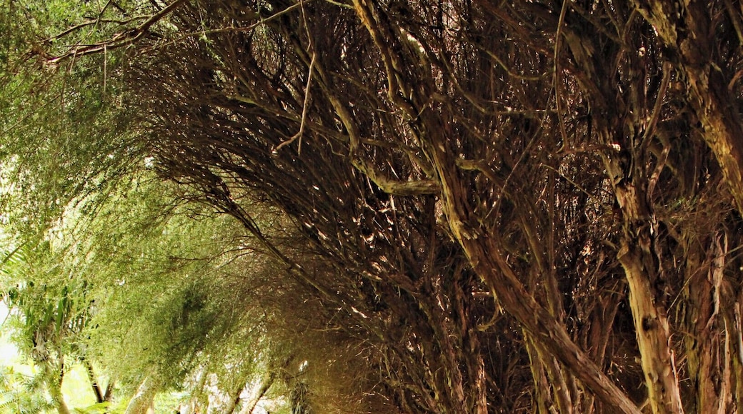 Weg durch den Botanischen Garten auf Madeira.
Beautiful way through Botanical Garden at Madeira.