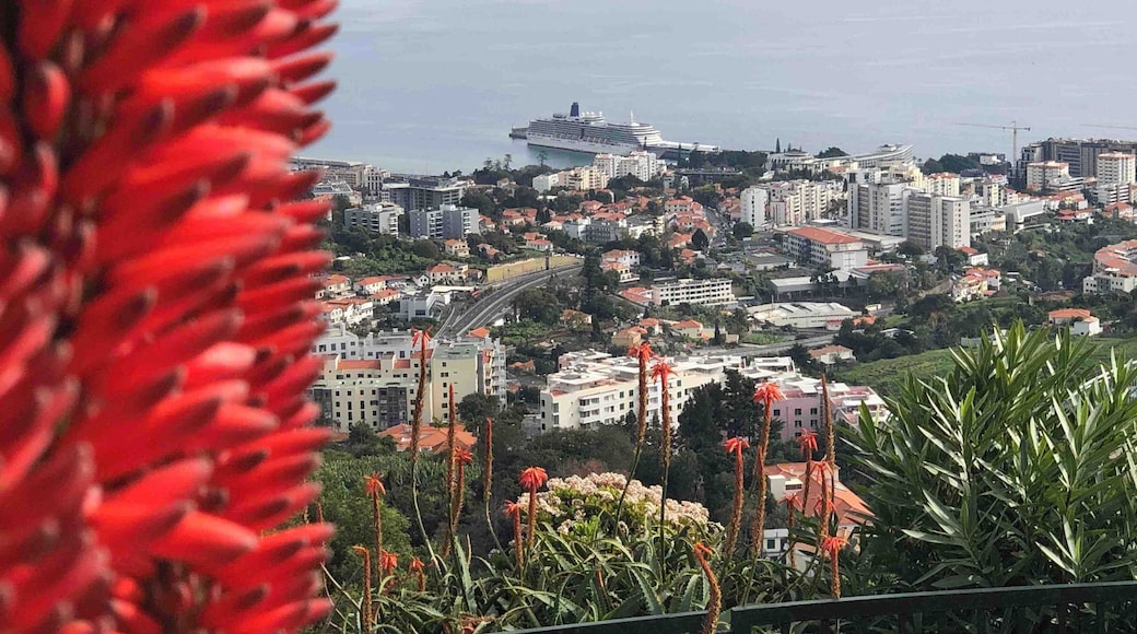 Arcadia from Madeira viewpoint.