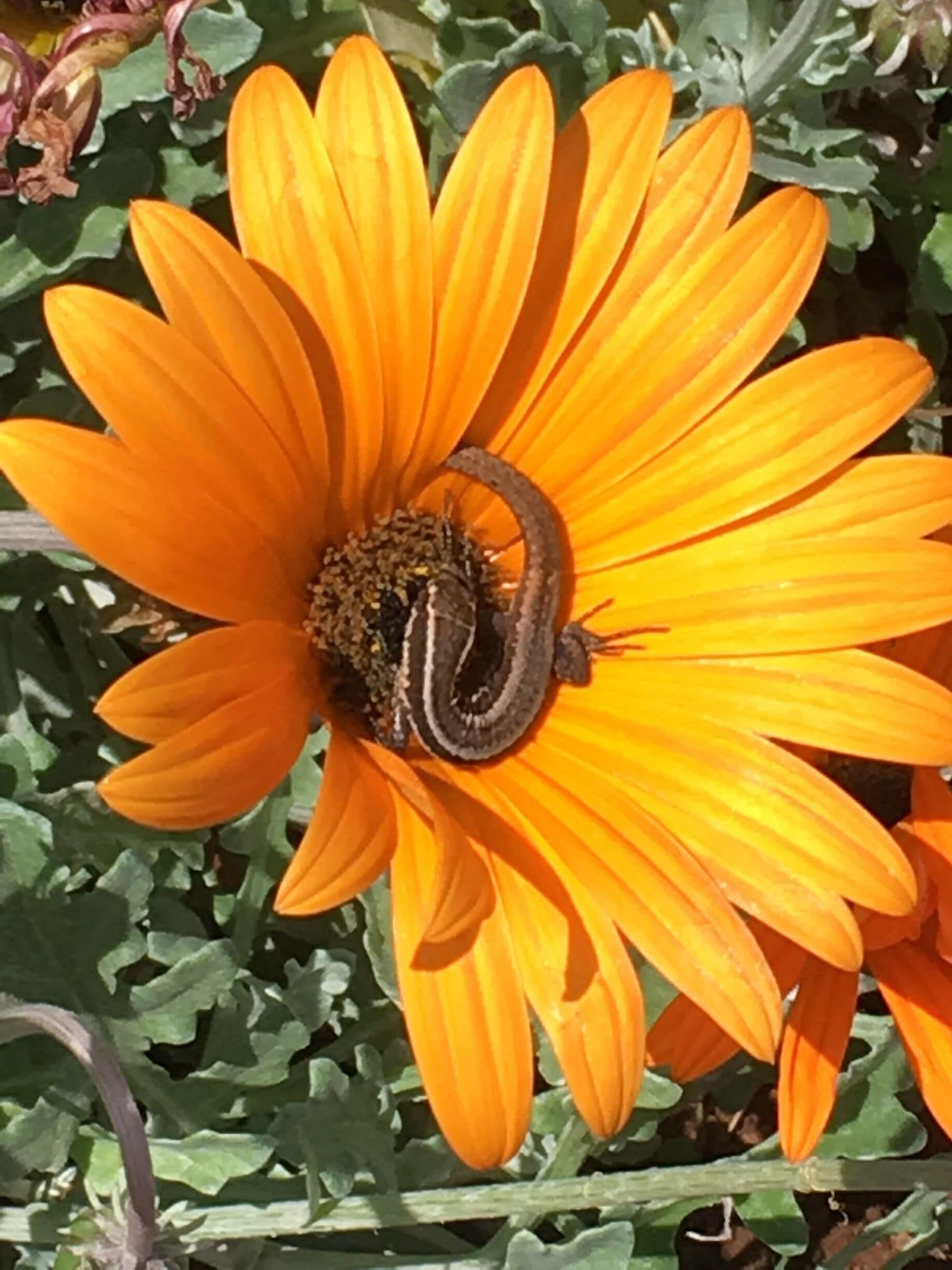 Little lizard sunning himself in beautiful flower :) 