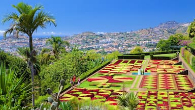 A garden with geometric flower beds and palm trees.
