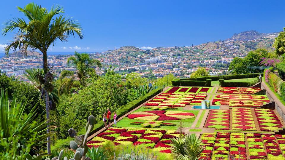 A garden with geometric flower beds and palm trees.