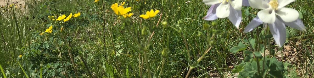 Columbine in the American Basin & fun Jeep ride on the Alpine Loop