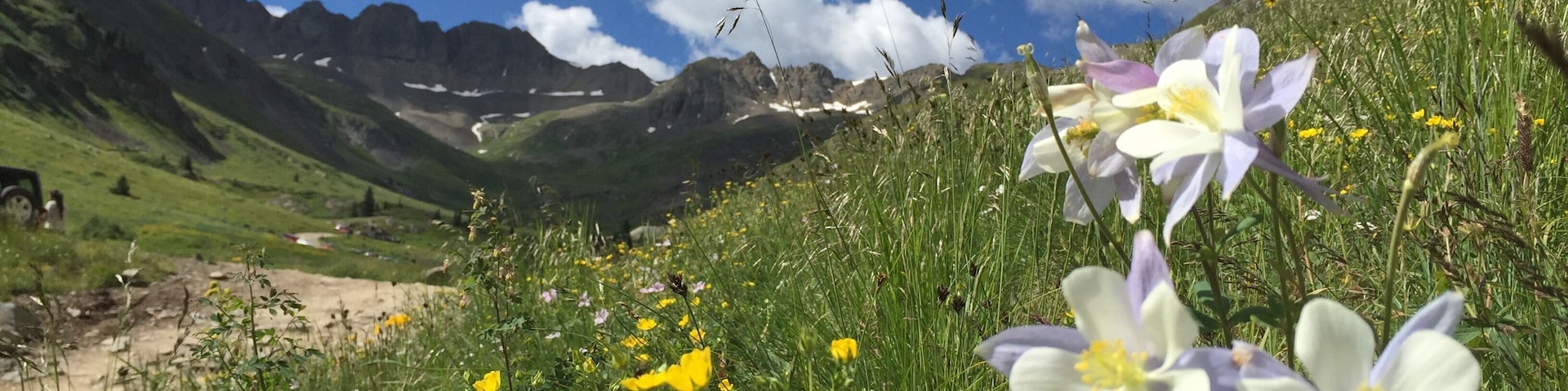 Columbine in the American Basin & fun Jeep ride on the Alpine Loop