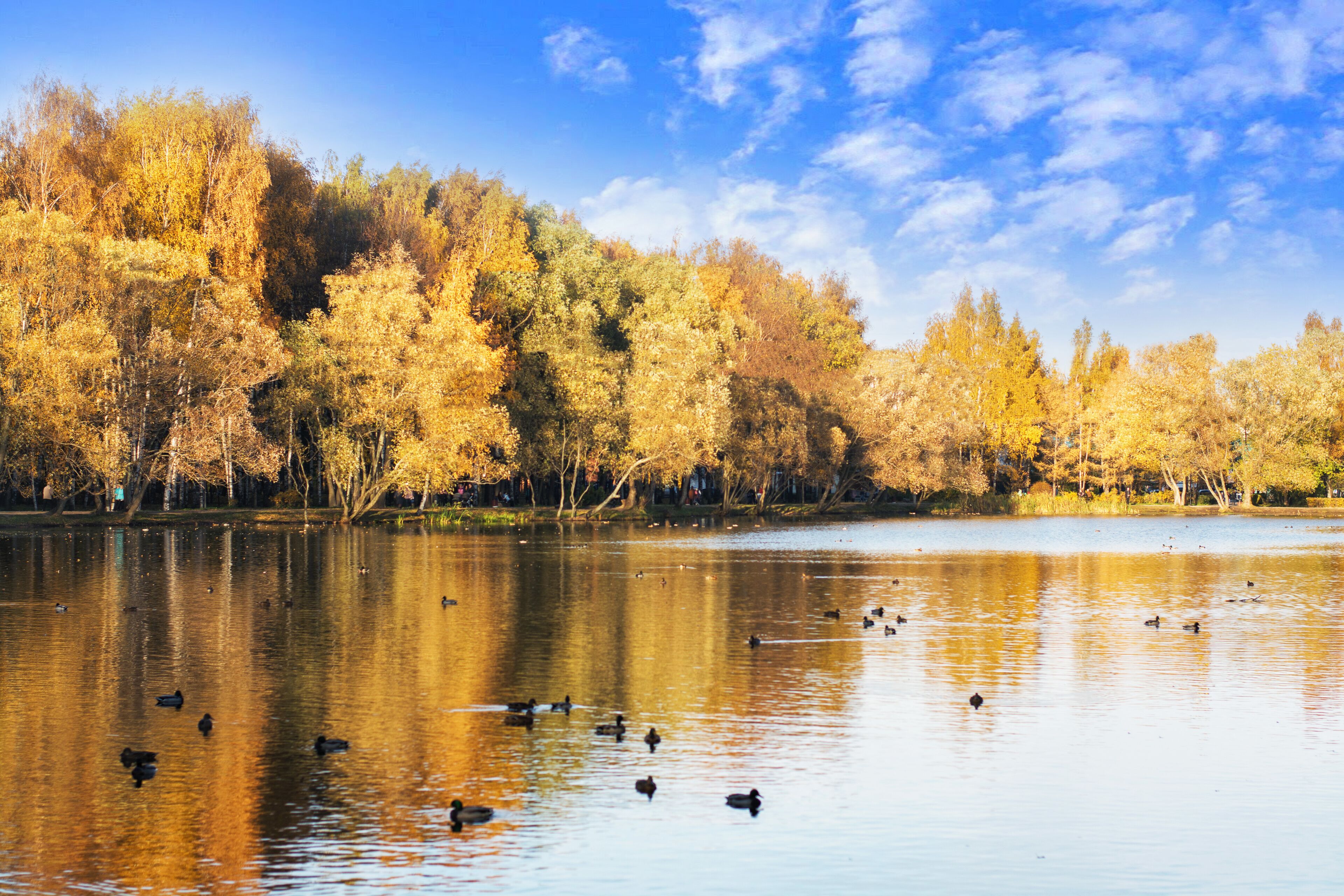 autumn forest is reflected in the lake with ducks, blue sky