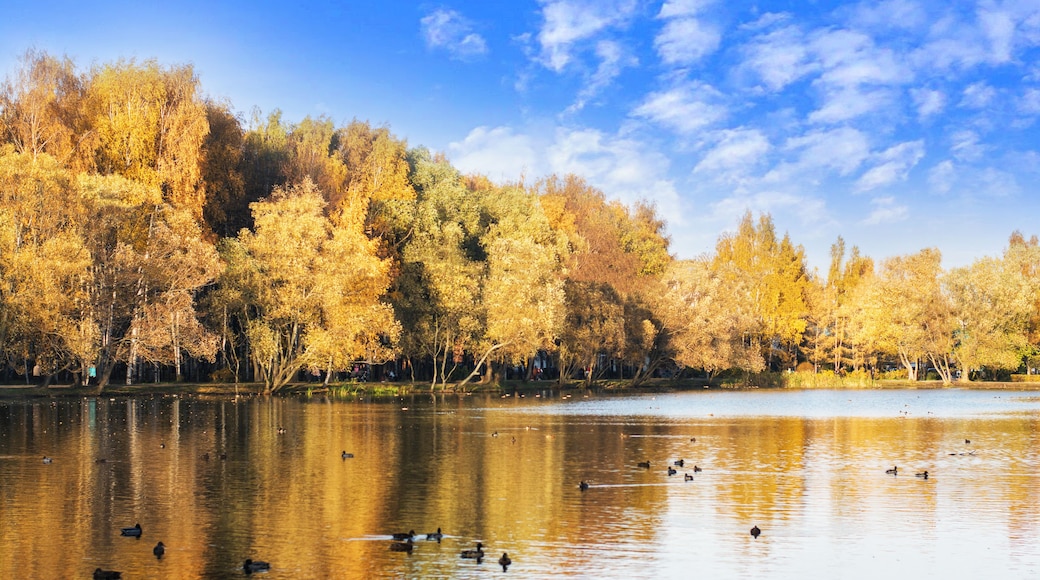 autumn forest is reflected in the lake with ducks, blue sky