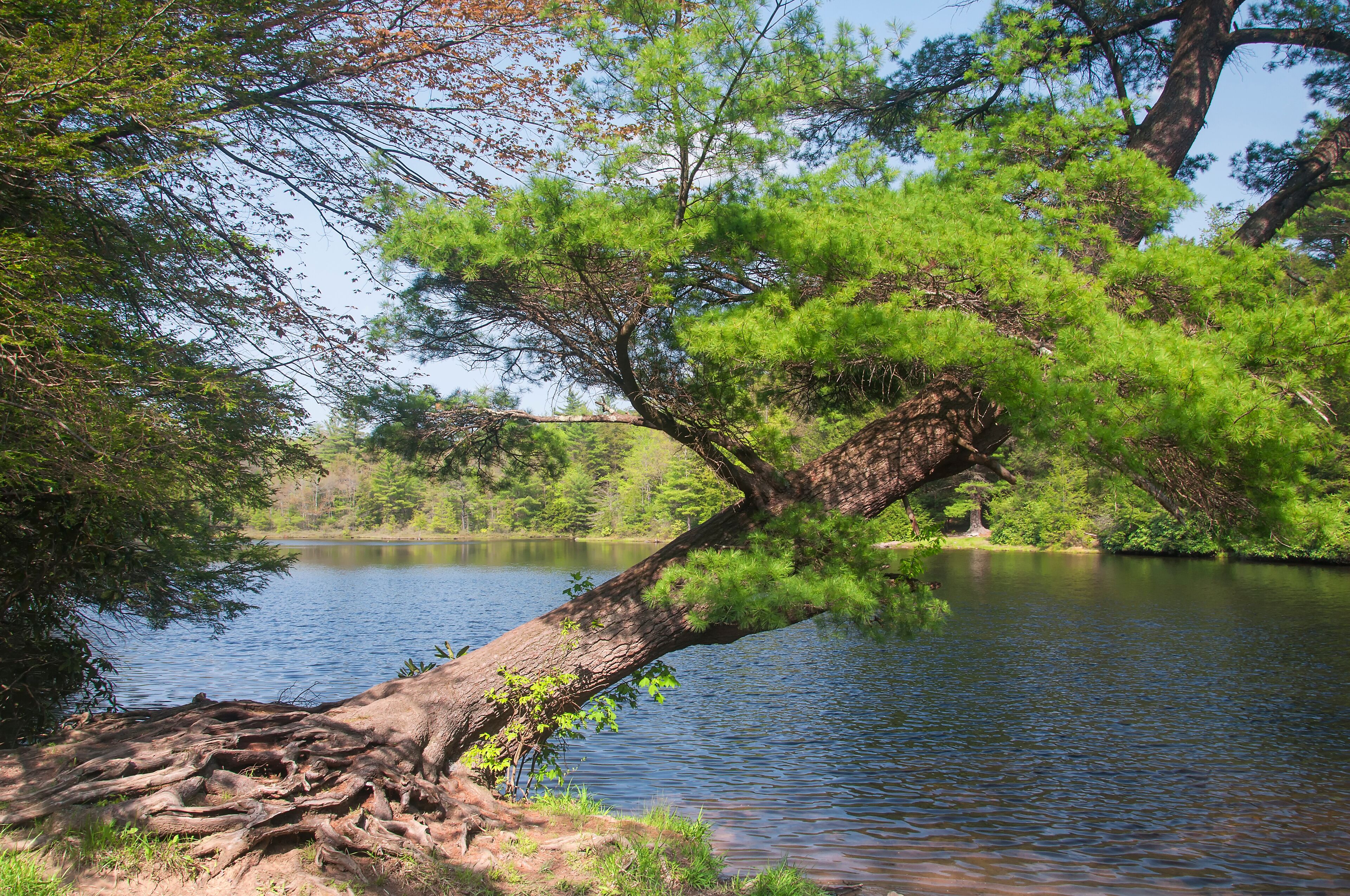 hickory run lake in lake harmony pennsylvania in springtime