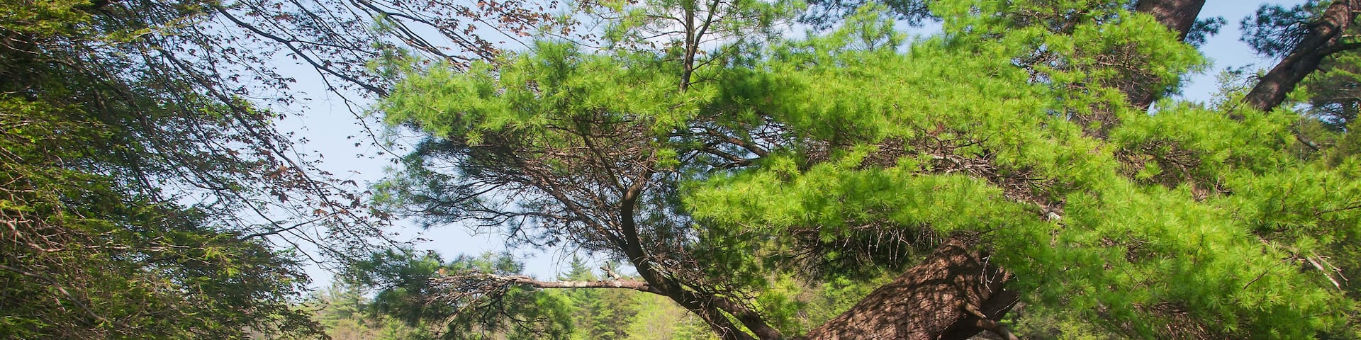 hickory run lake in lake harmony pennsylvania in springtime