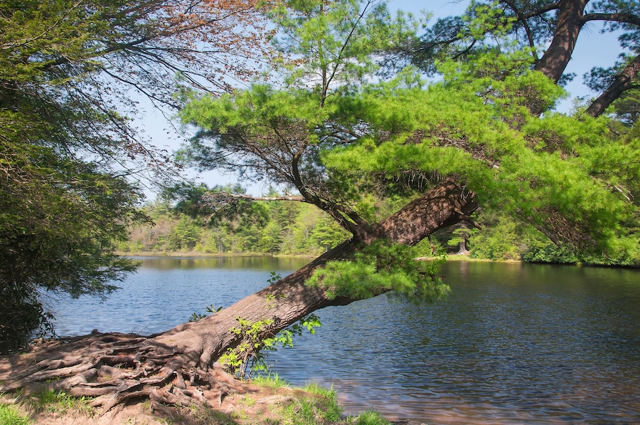 hickory run lake in lake harmony pennsylvania in springtime