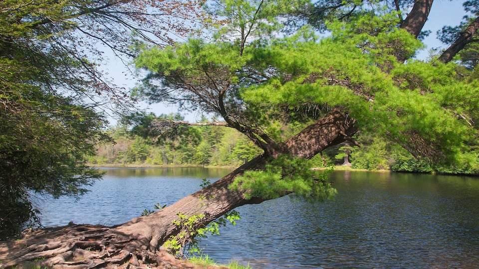A serene lake with a fallen tree trunk in the foreground and lush greenery in the background.