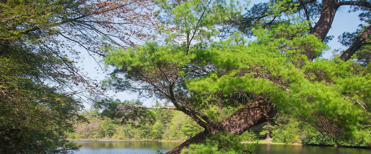 hickory run lake in lake harmony pennsylvania in springtime