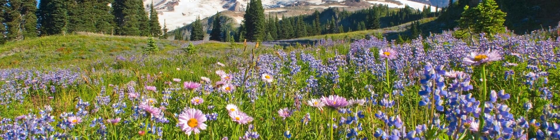 A mountain with snow-capped peaks, a field of purple wildflowers, and evergreen trees.
