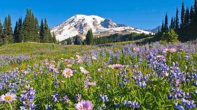 Uma montanha com picos nevados, um campo de flores roxas e árvores perenes.