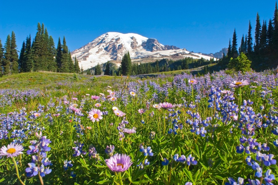 A mountain with snow-capped peaks, a field of purple wildflowers, and evergreen trees.