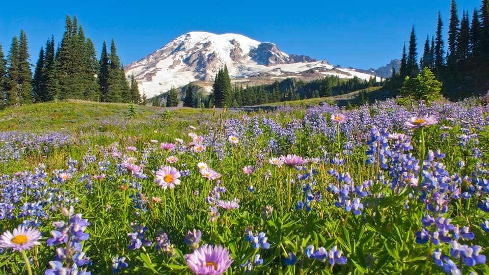 A mountain with snow-capped peaks, a field of purple wildflowers, and evergreen trees.