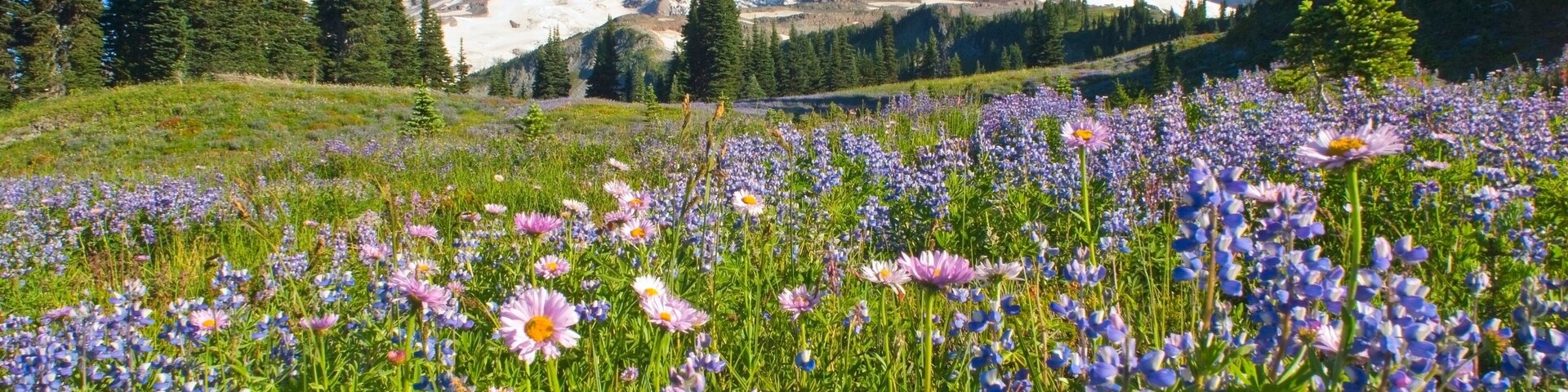 Una montaña con picos nevados, un campo de flores silvestres púrpuras y árboles de hoja perenne.