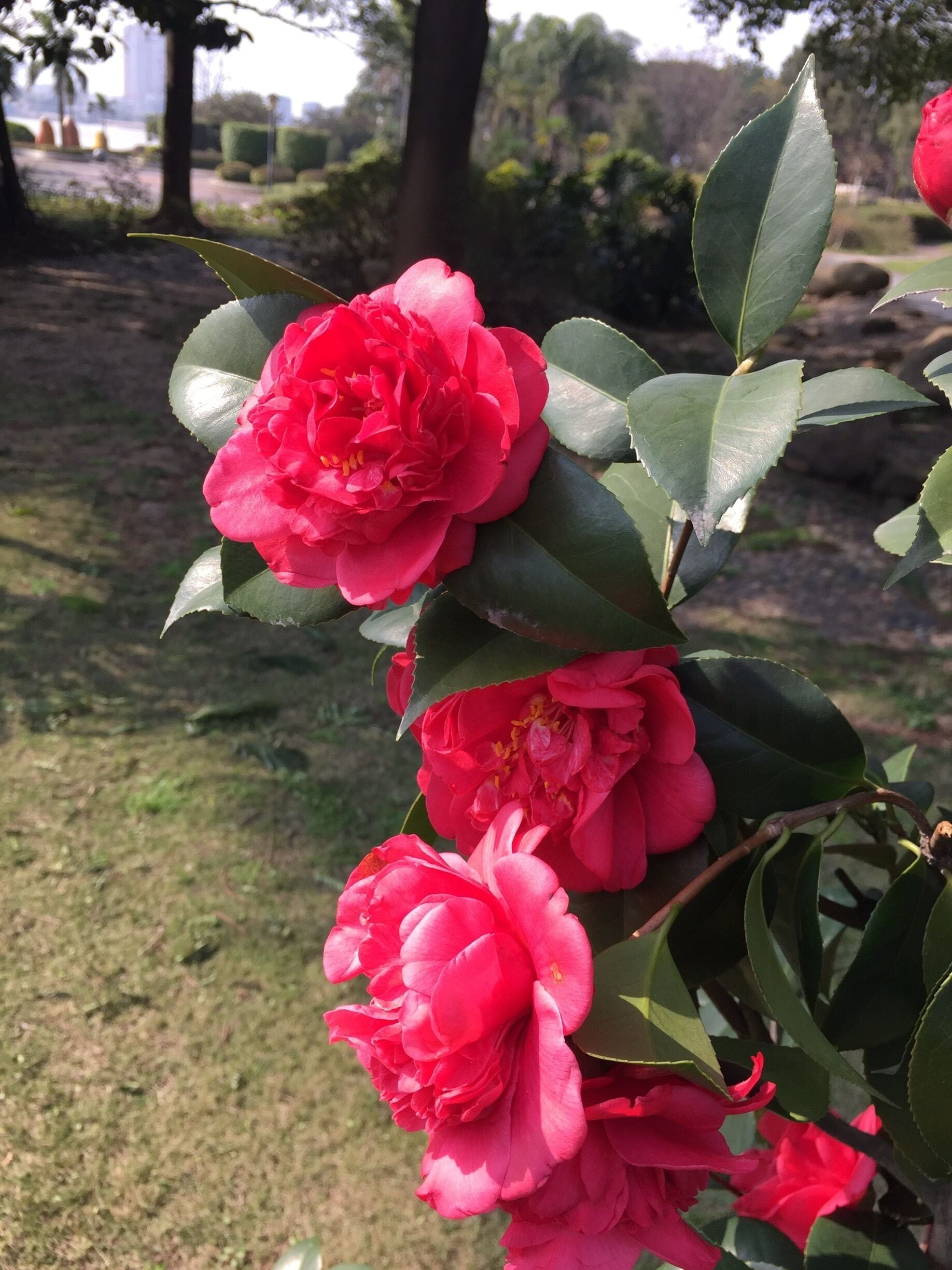 Roses in bloom in a small area along the river.