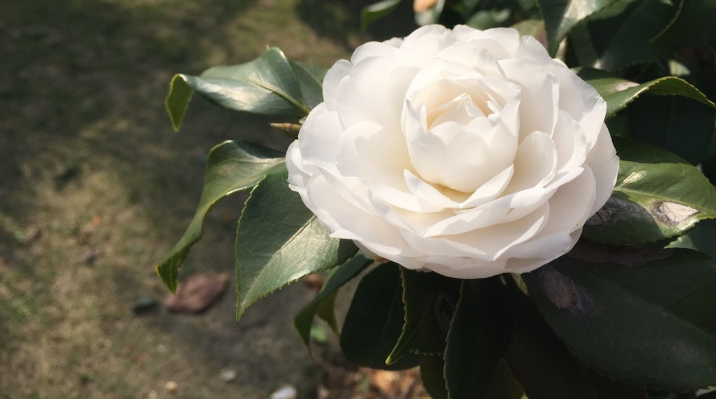 Roses still in bloom.