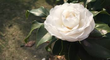 Roses still in bloom.