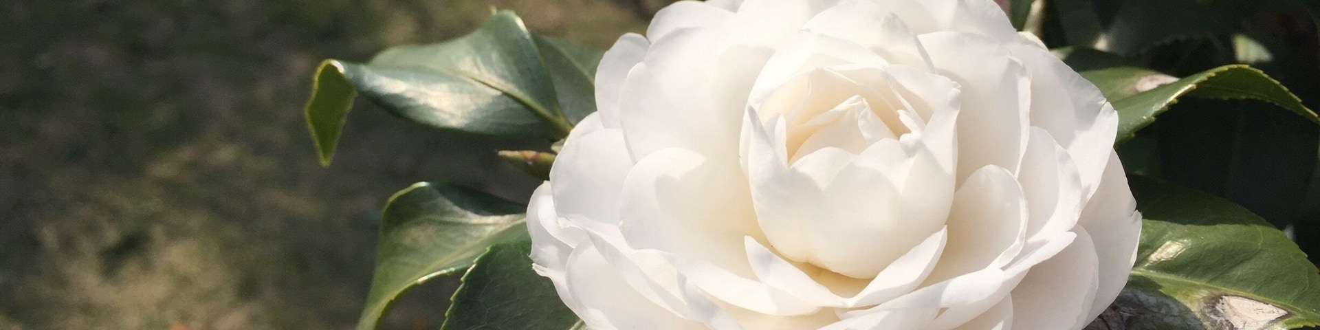 Roses still in bloom.