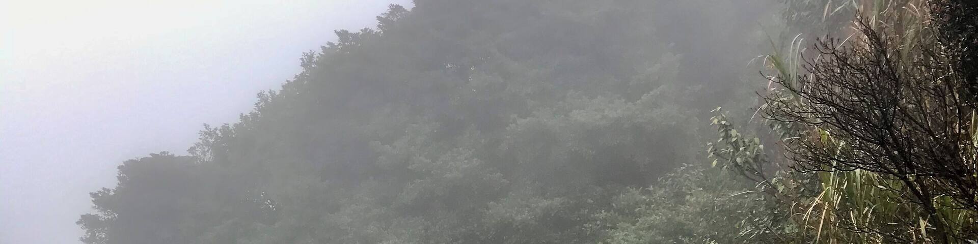 @Guling Forest, Fuzhou China.
Taken a few days before the park was closed to the public due to the coronovirus outbreak in China. This park has gorgeous views of the mountains (when it isn't foggy) - but the fog added a special ambience that made this walk a treat. Usually locals come here in the summer to escape from the heat.